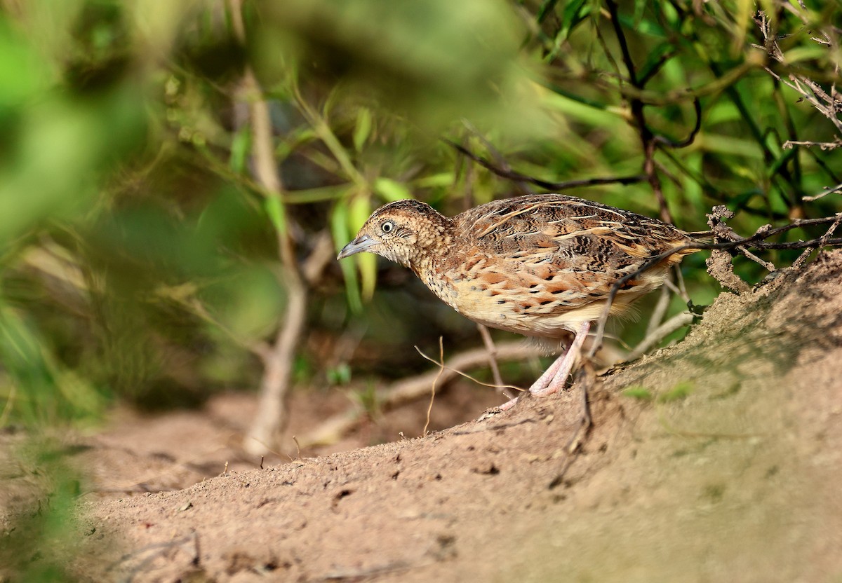 Small Buttonquail - ML639618504
