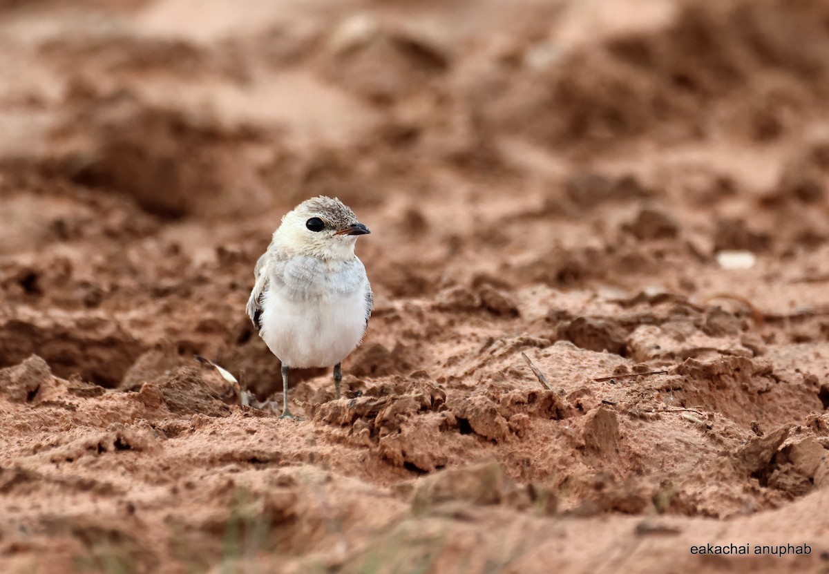 Small Pratincole - ML639618518