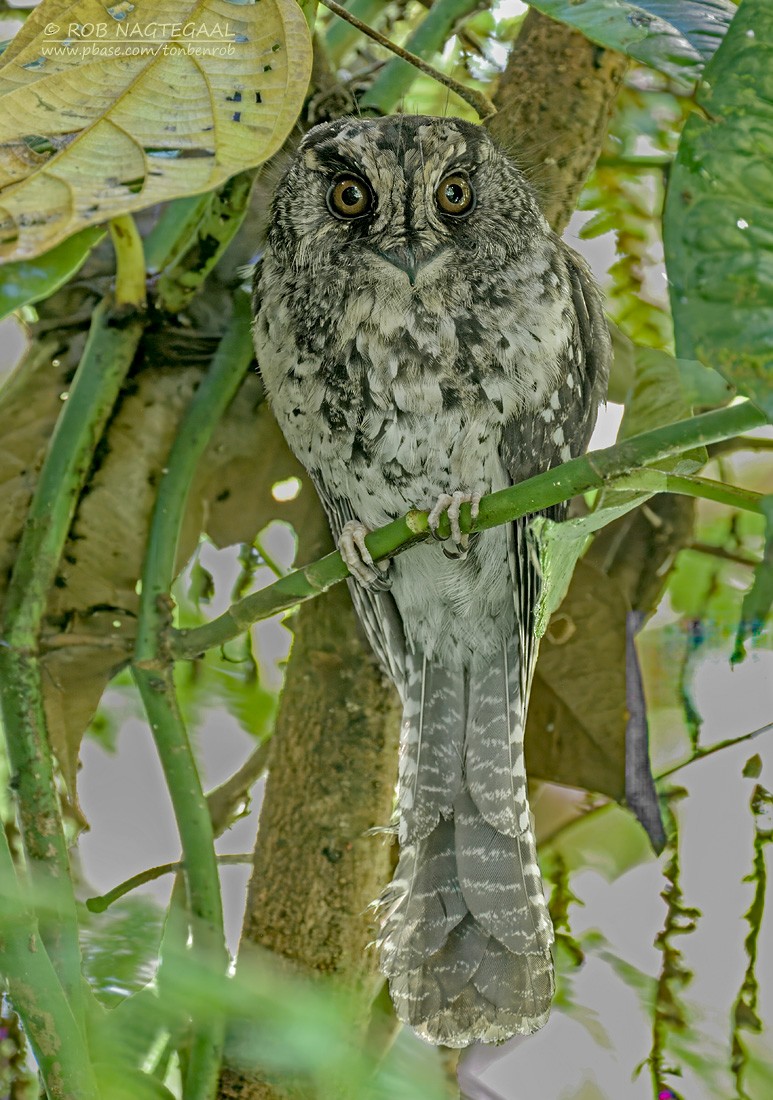 Mountain Owlet-nightjar - ML639618532