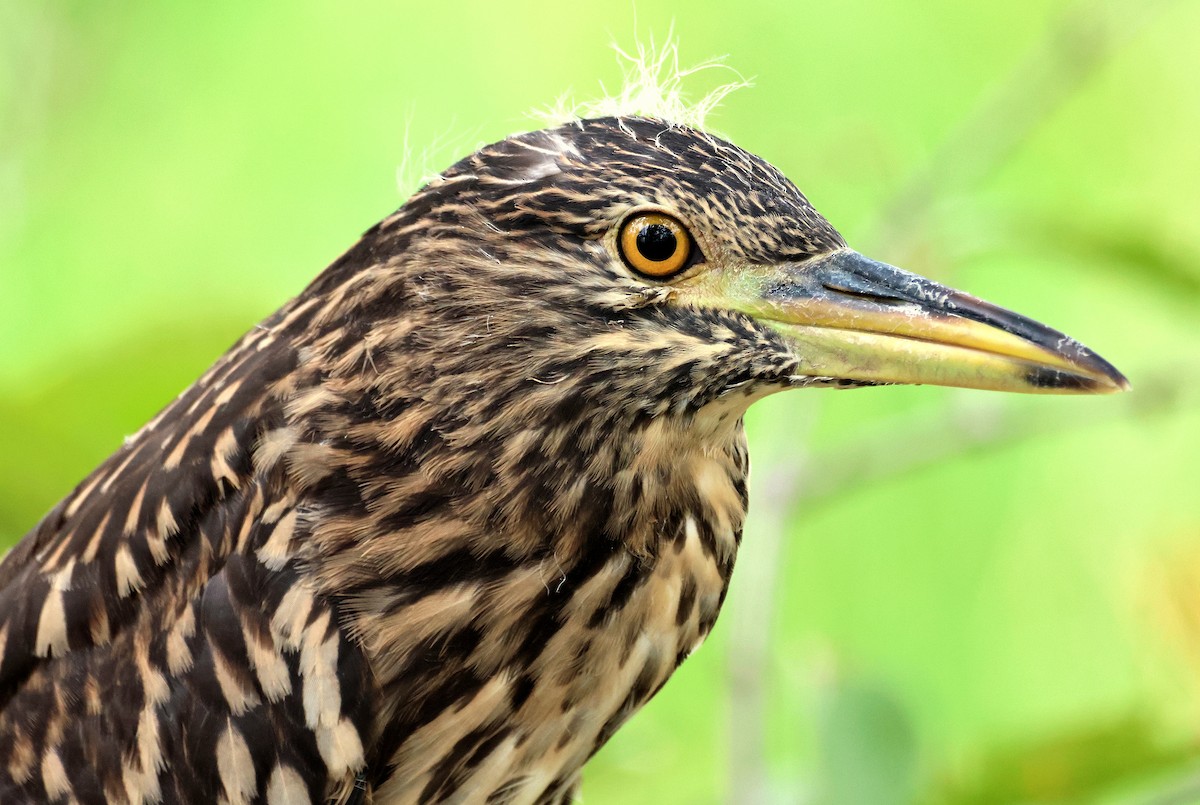 Black-crowned Night Heron - ML639618551