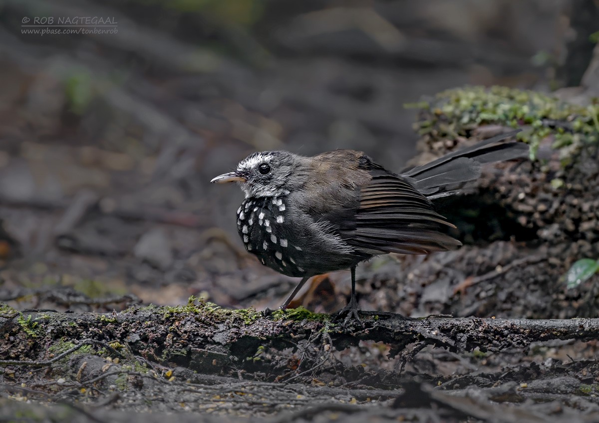 Sooty Thicket-Fantail - ML639618552