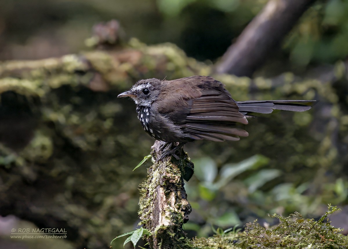 Sooty Thicket-Fantail - ML639618553