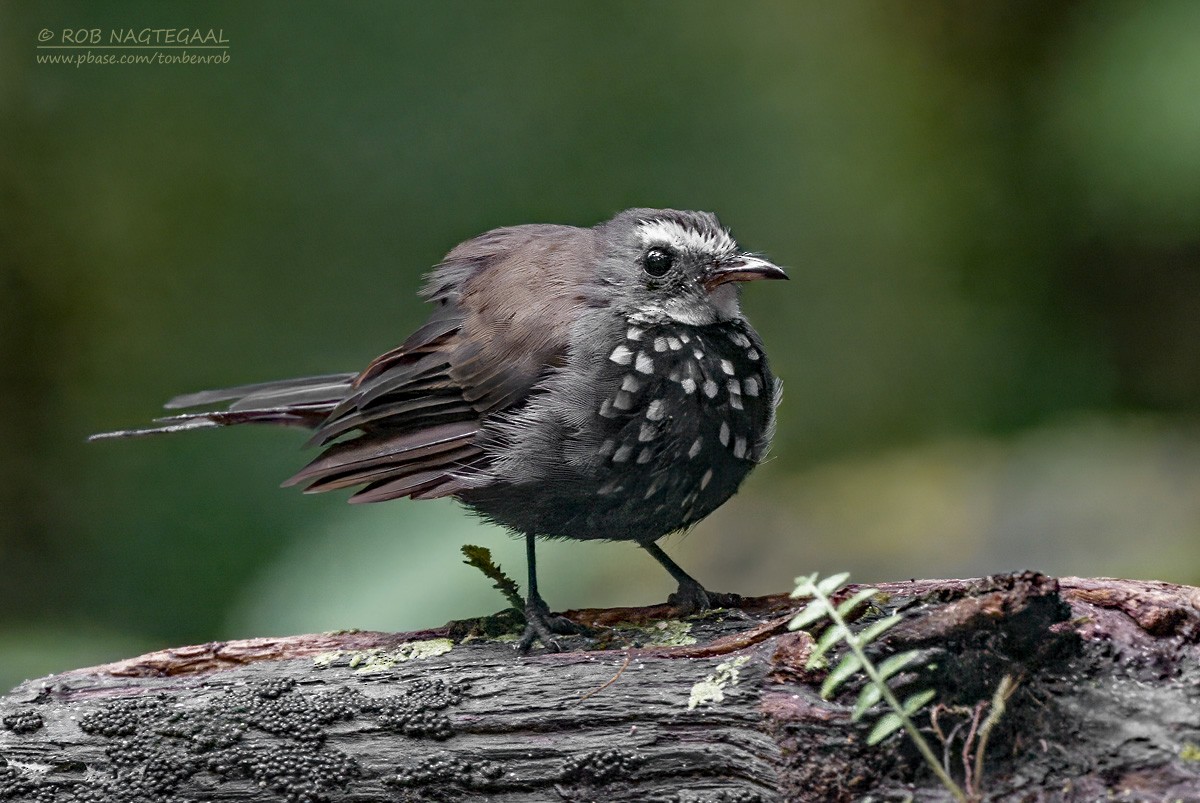 Sooty Thicket-Fantail - ML639618554