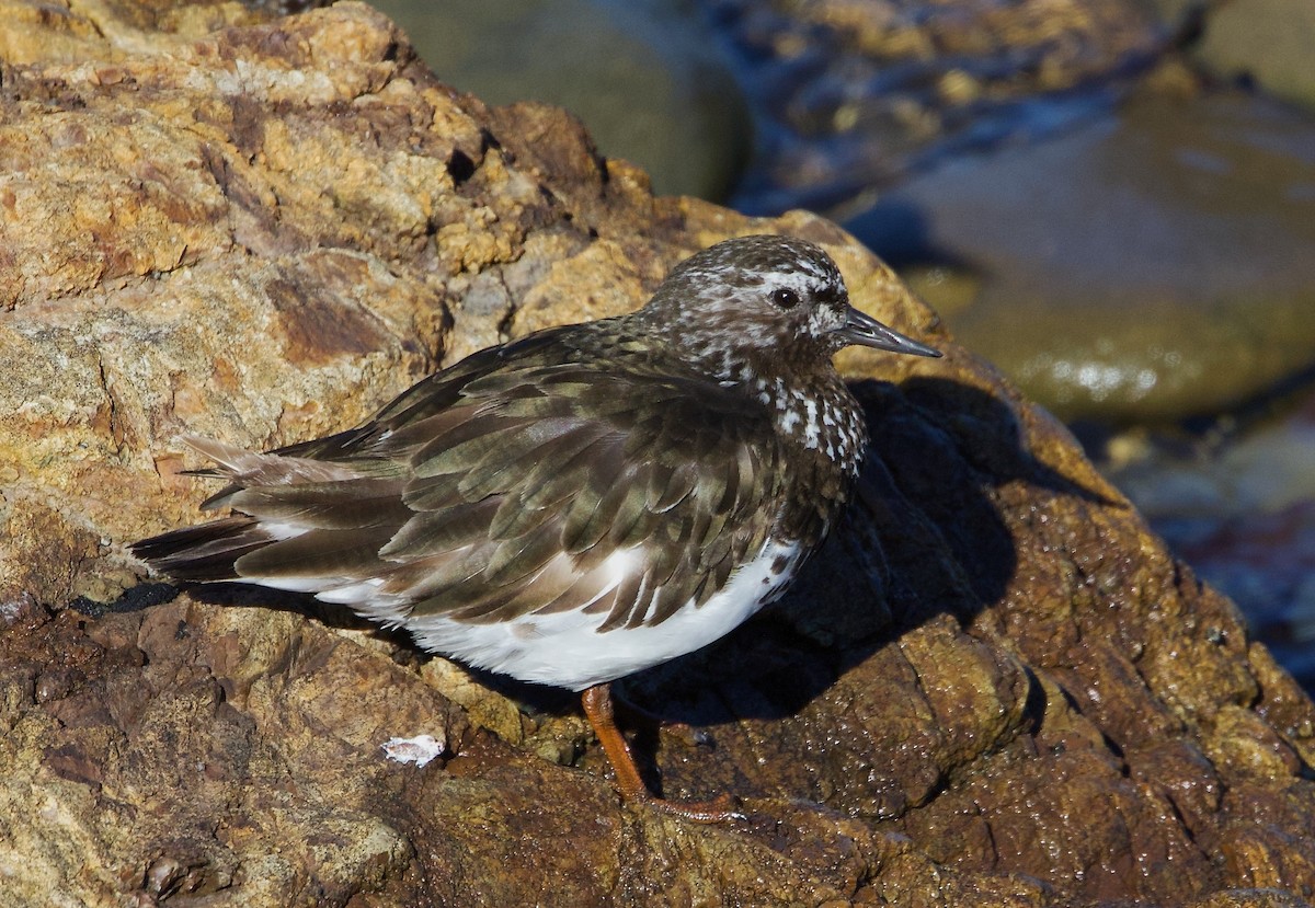 Black Turnstone - ML639618557