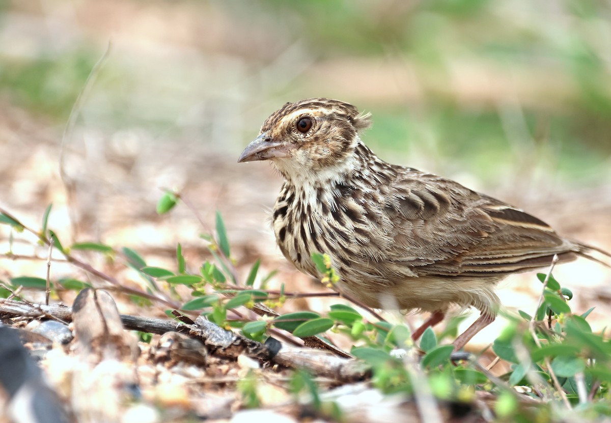 Oriental Skylark - ML639618558