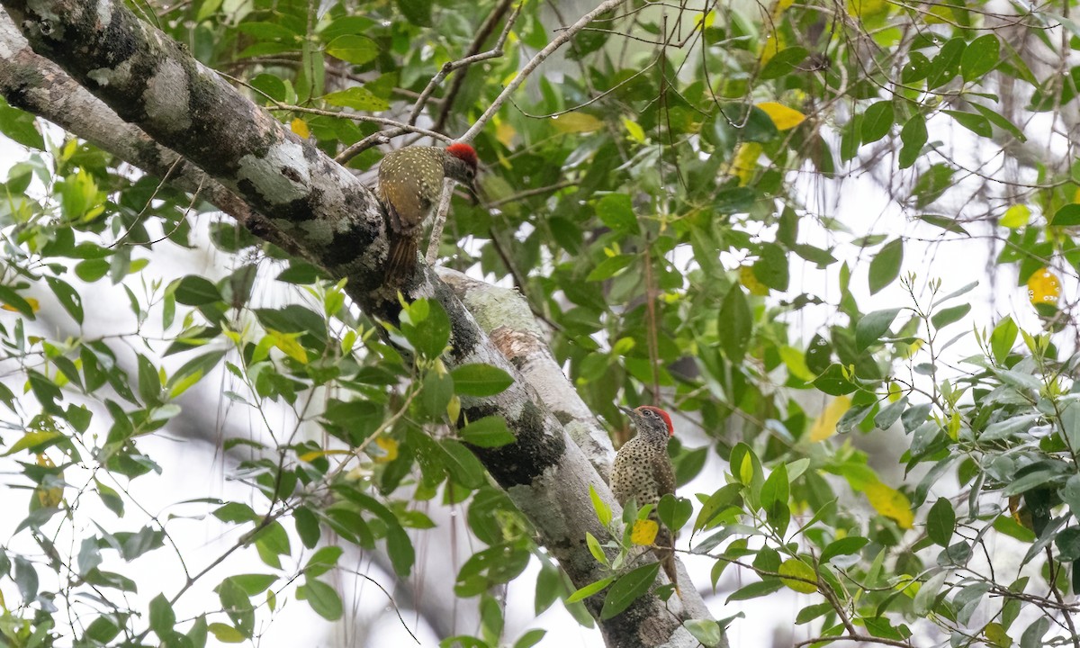 Green-backed Woodpecker - ML639618582