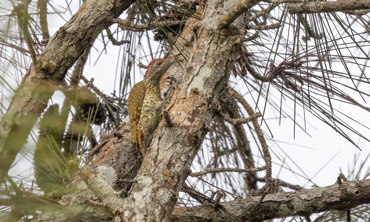 Green-backed Woodpecker - ML639618583