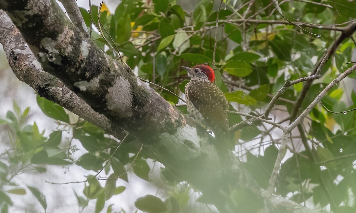 Green-backed Woodpecker - ML639618585