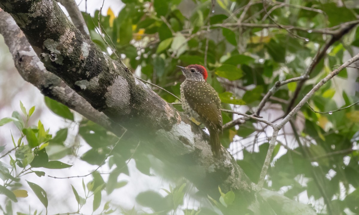 Green-backed Woodpecker - ML639618586