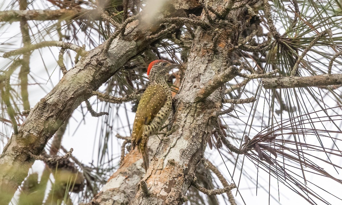 Green-backed Woodpecker - ML639618587