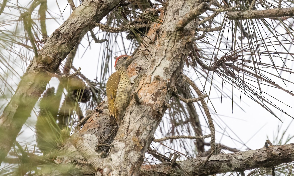 Green-backed Woodpecker - ML639618588