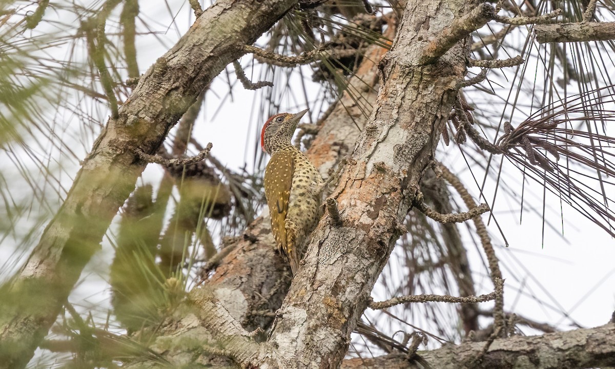 Green-backed Woodpecker - ML639618589