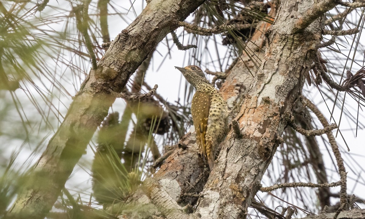 Green-backed Woodpecker - ML639618590