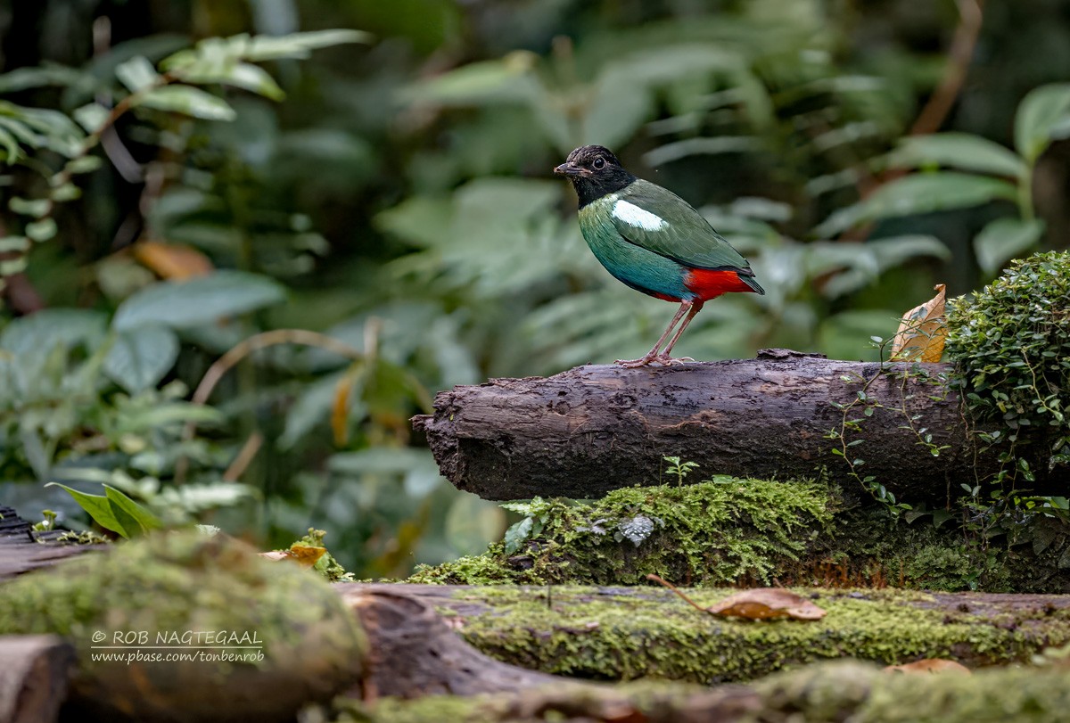 Eastern Hooded Pitta (Papuan) - ML639618593