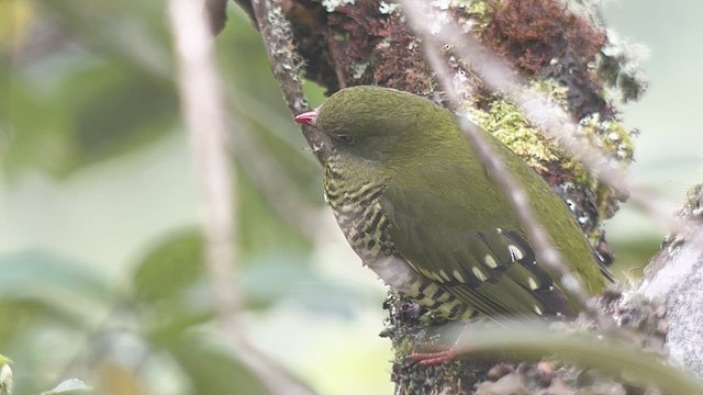 Barred Fruiteater - ML639618629