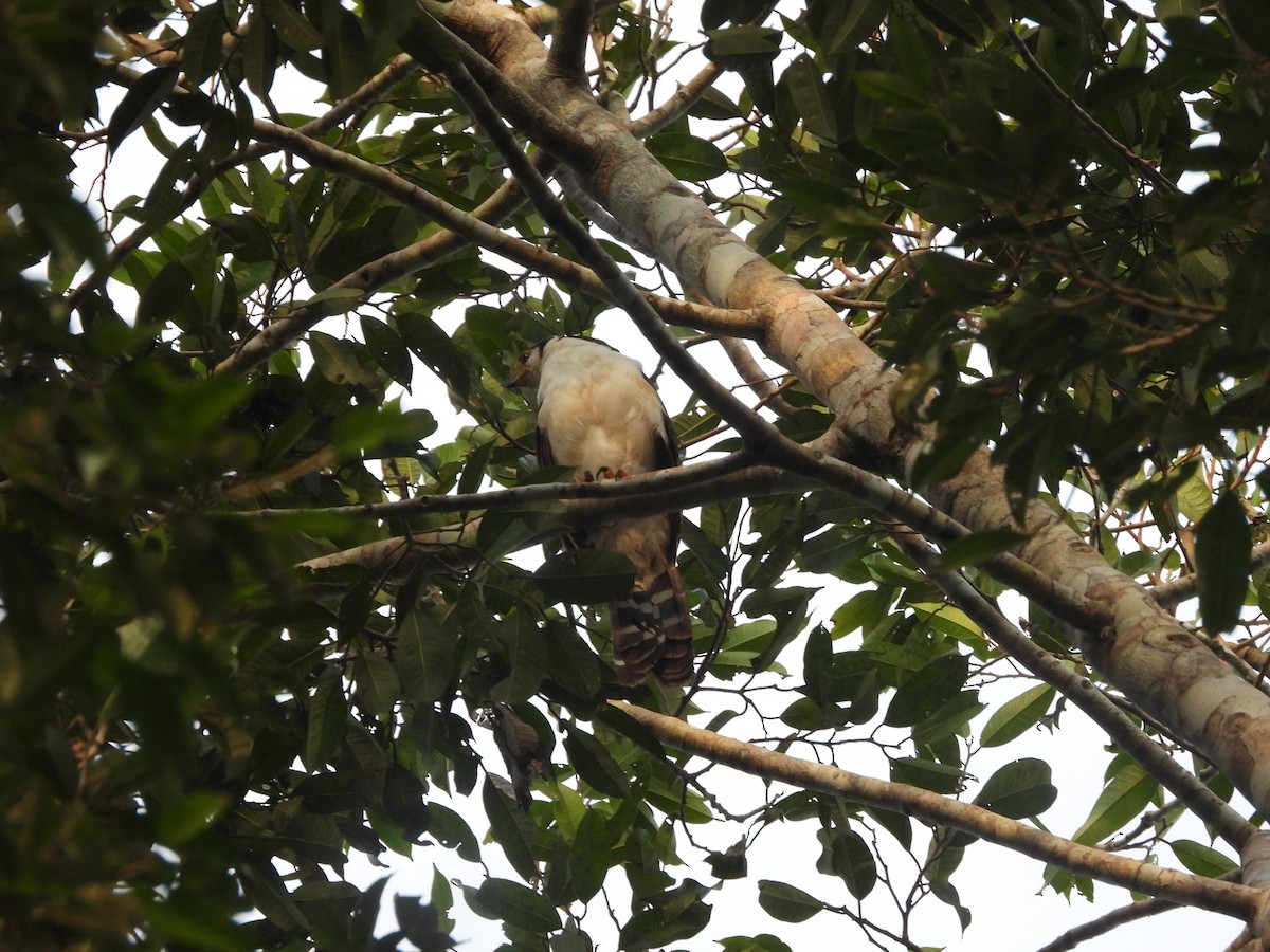 Buckley's Forest-Falcon - ML639618649