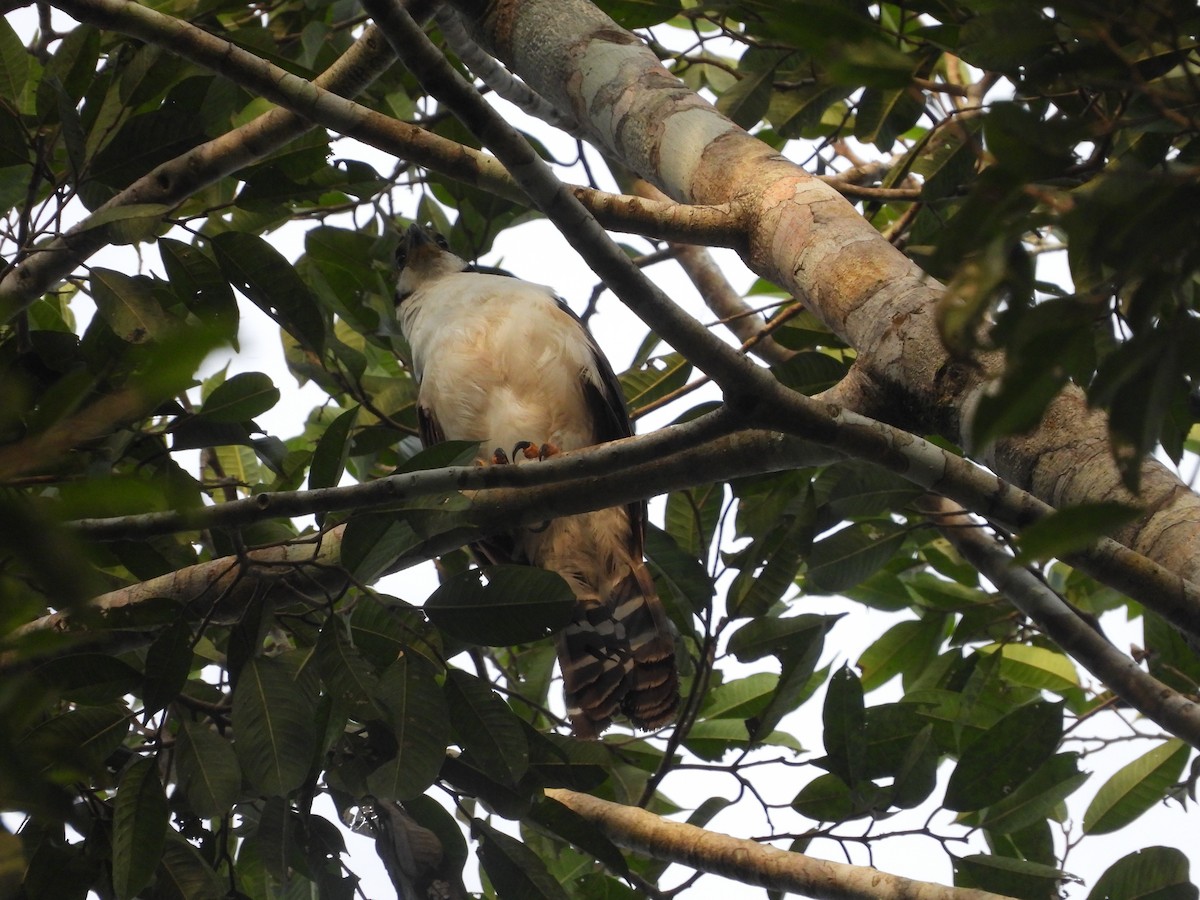 Buckley's Forest-Falcon - ML639618662
