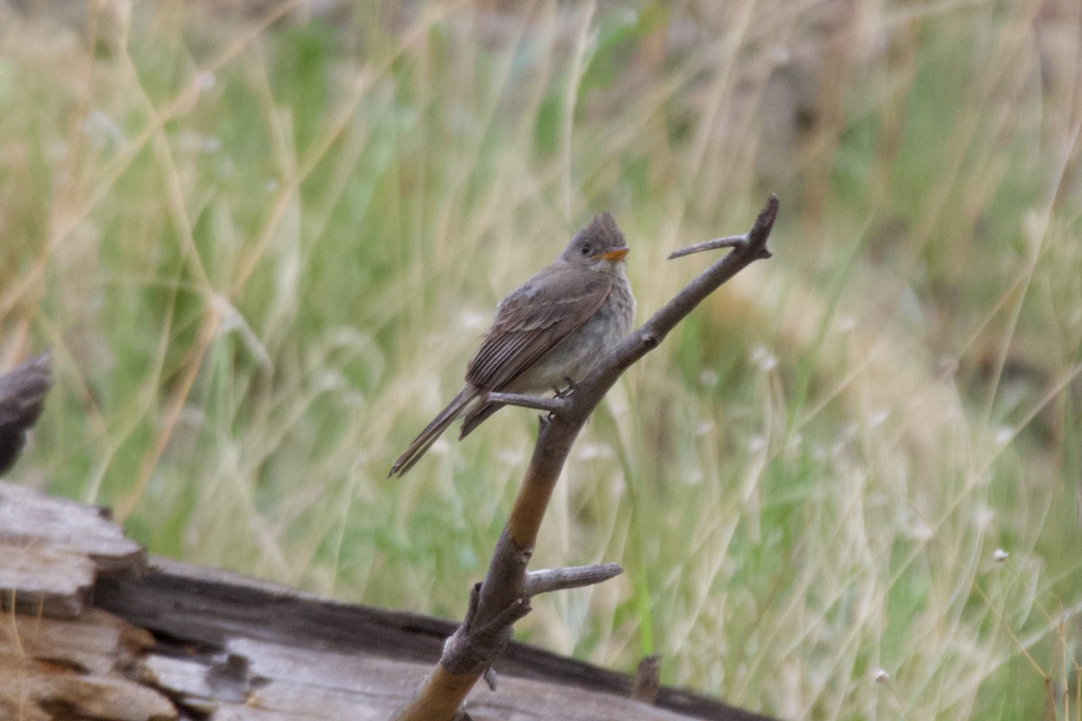 Greater Pewee - ML639618684