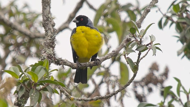 Hooded Mountain Tanager - ML639618687