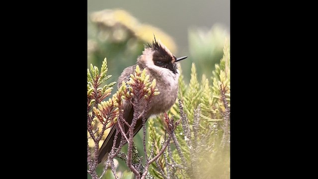 Buffy Helmetcrest - ML639618713