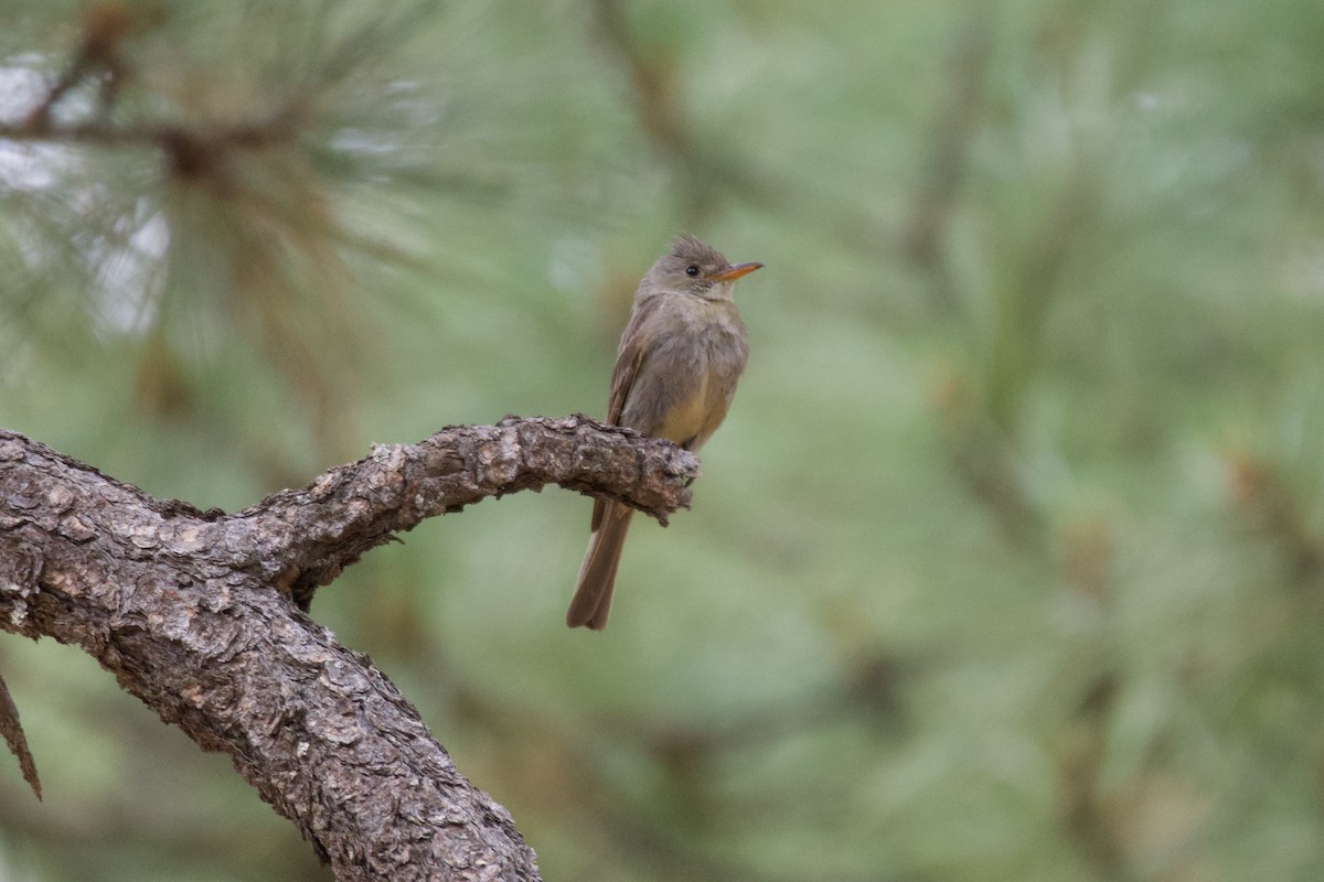 Greater Pewee - ML639618714