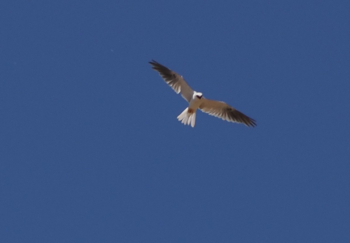 White-tailed Kite - ML639618724