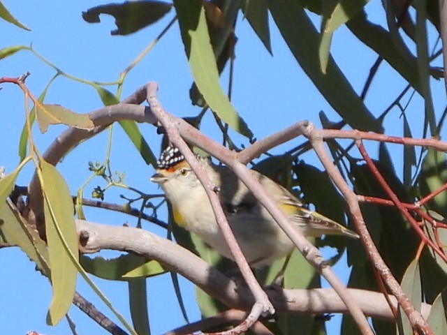 Red-browed Pardalote - ML639618768