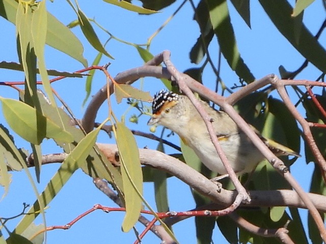 Red-browed Pardalote - ML639618769