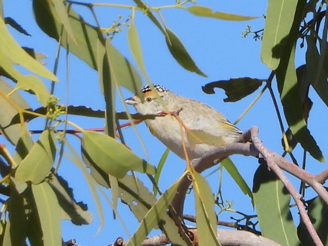 Red-browed Pardalote - ML639618770
