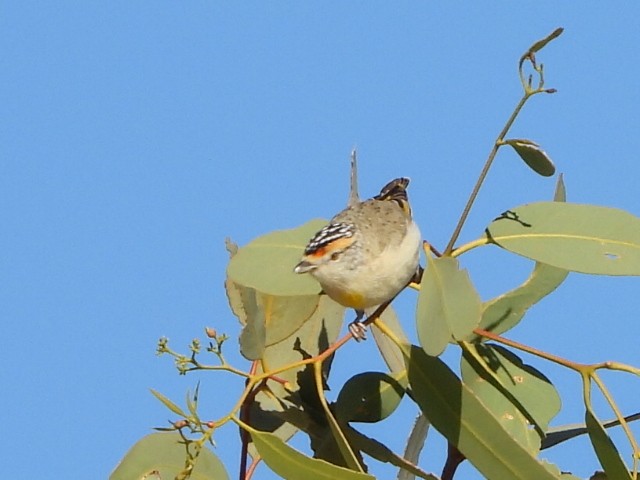 Red-browed Pardalote - ML639618771