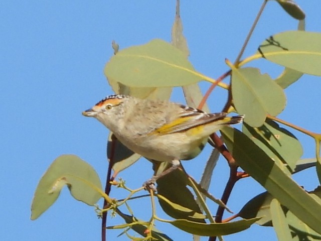 Red-browed Pardalote - ML639618772