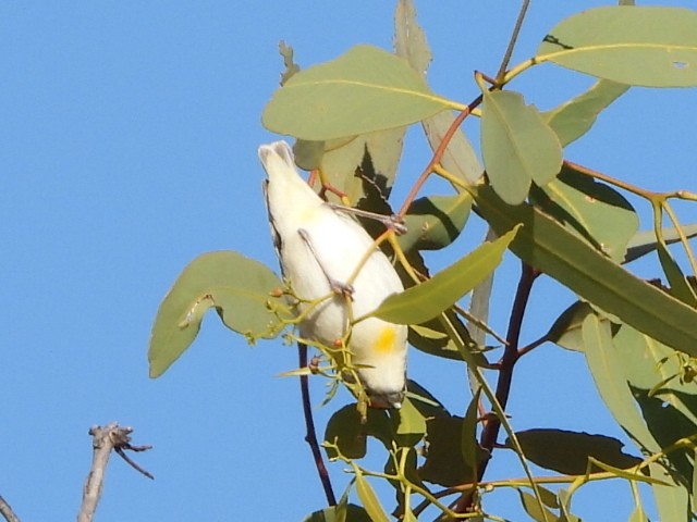 Red-browed Pardalote - ML639618773