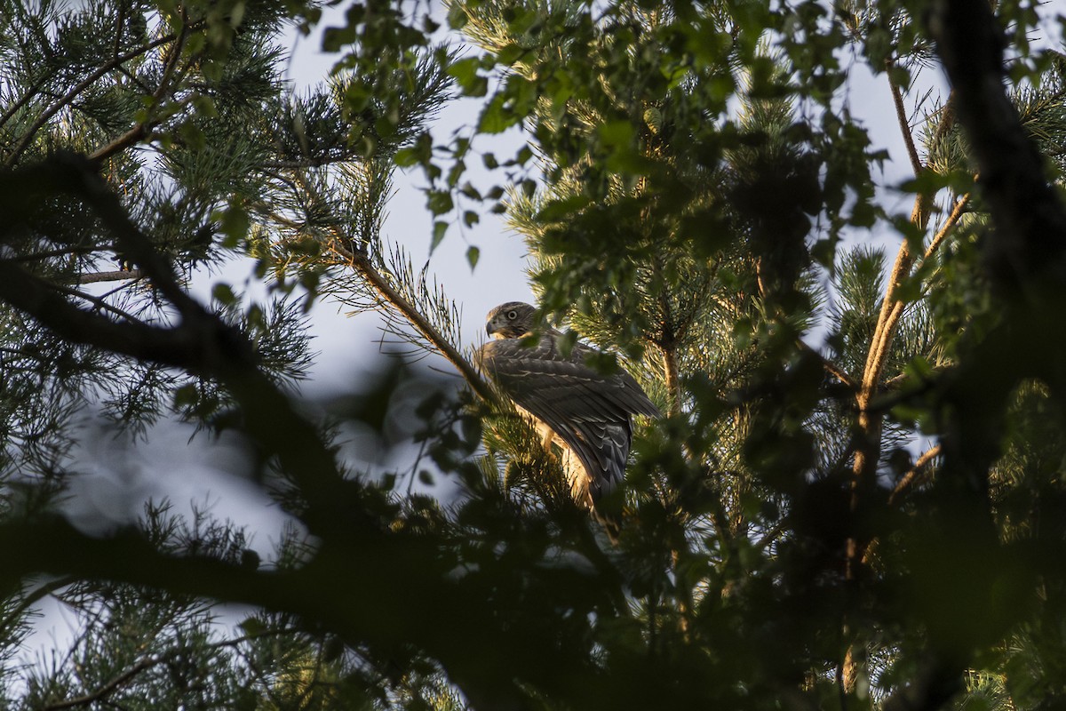 Eurasian Goshawk - ML639618780