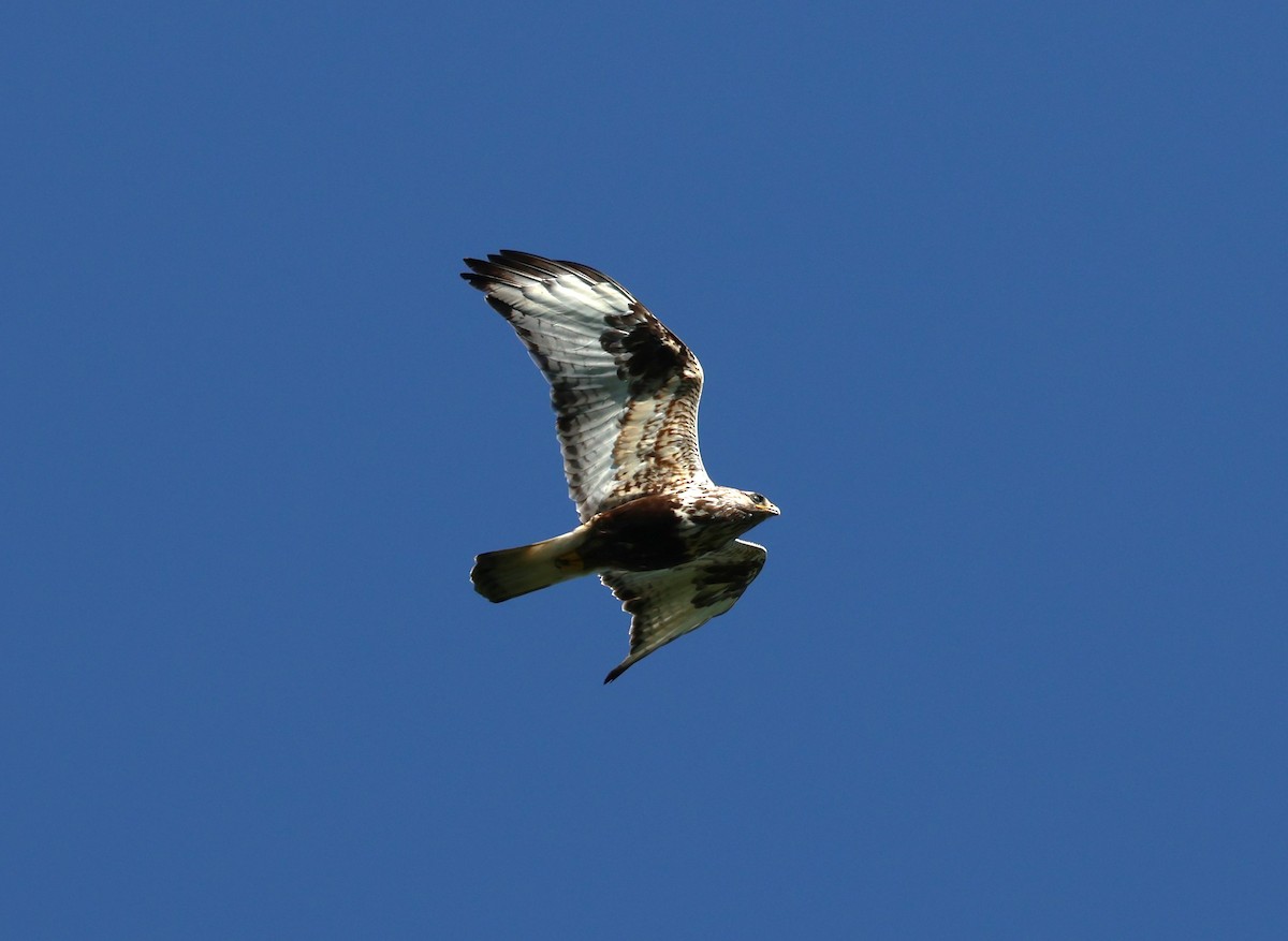 Rough-legged Hawk - ML639618854