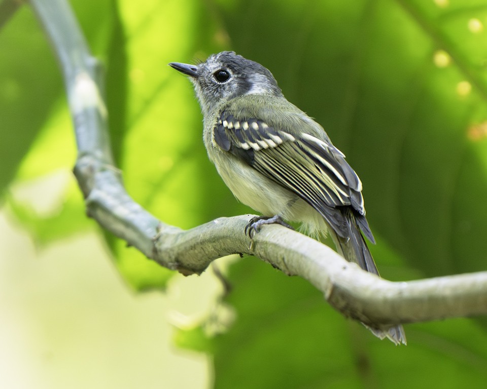 Marble-faced Bristle-Tyrant - ML639618992