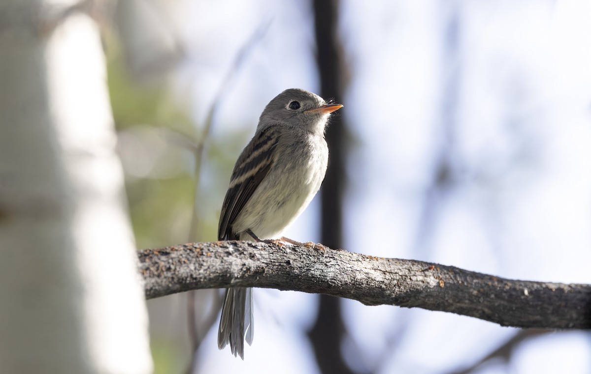Dusky Flycatcher - ML639619075