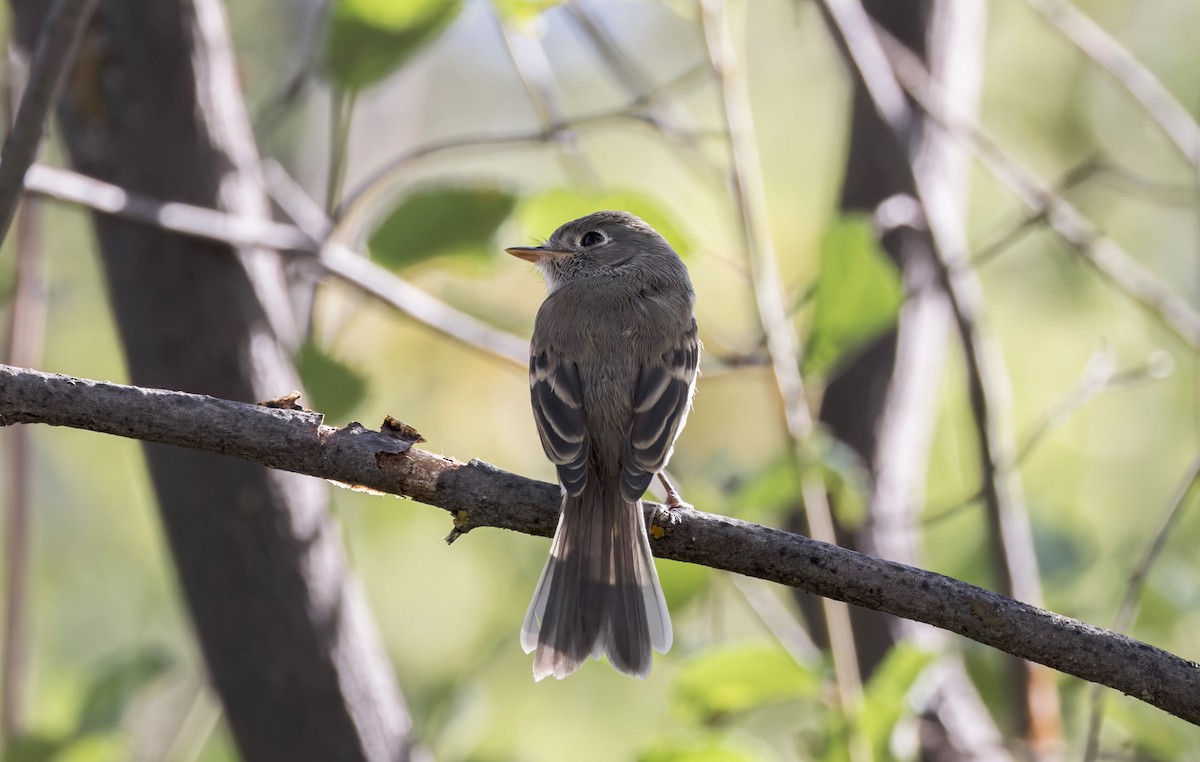Dusky Flycatcher - ML639619076