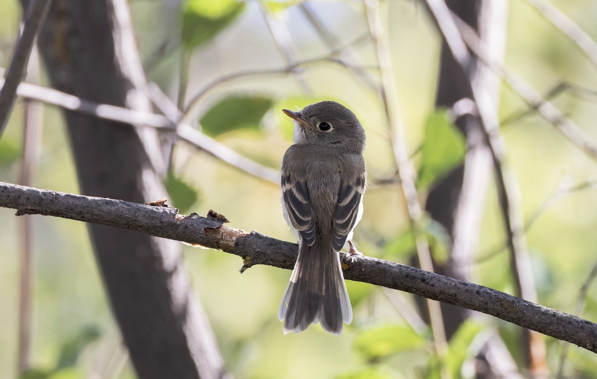 Dusky Flycatcher - ML639619077