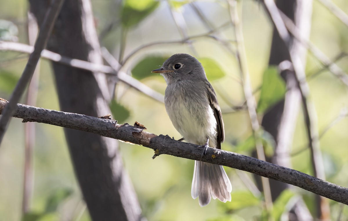 Dusky Flycatcher - ML639619078