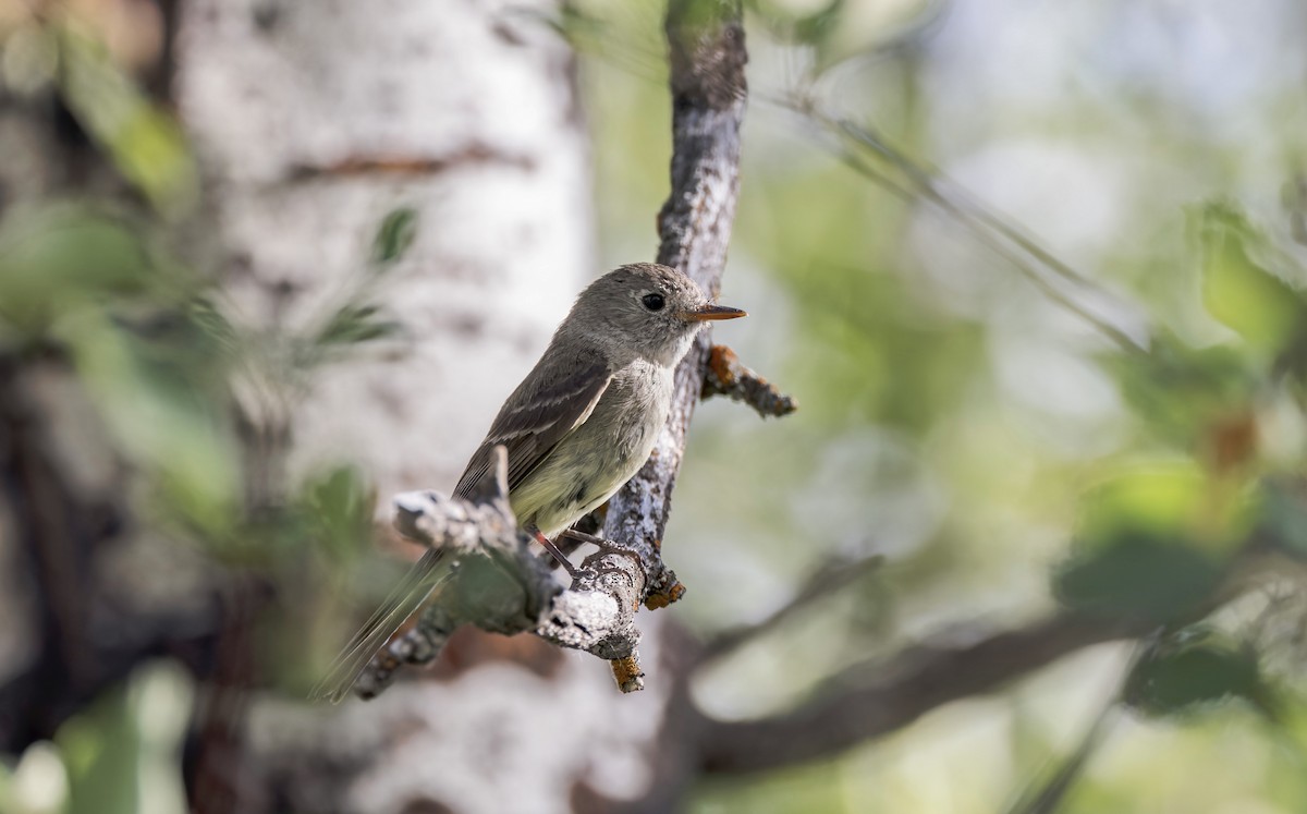 Dusky Flycatcher - ML639619079