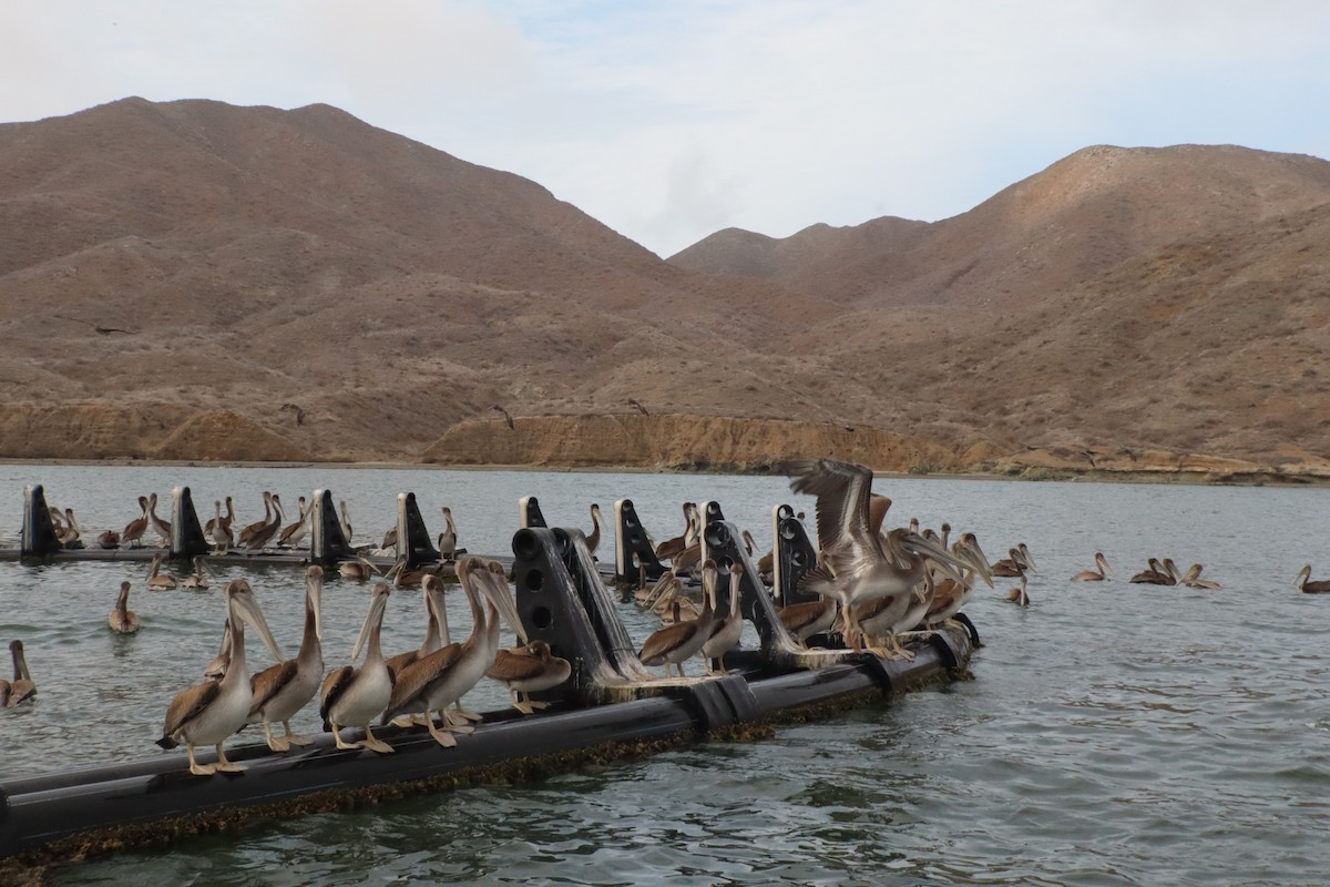 Brown Pelican - ML639619090