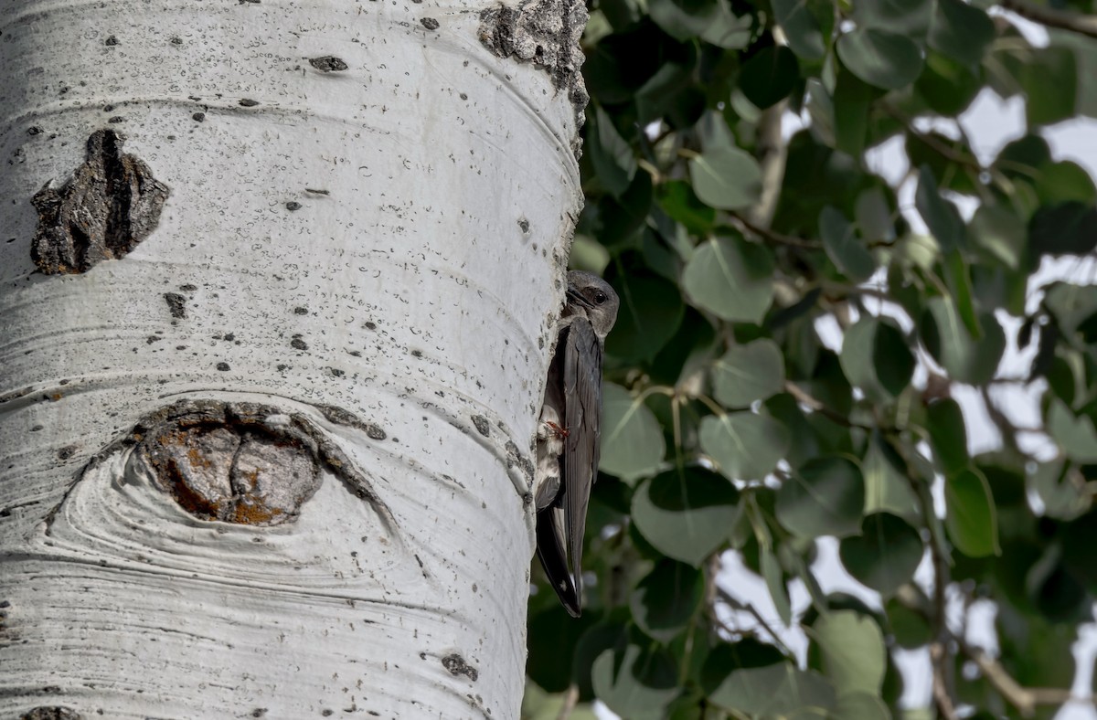Purple Martin - ML639619101