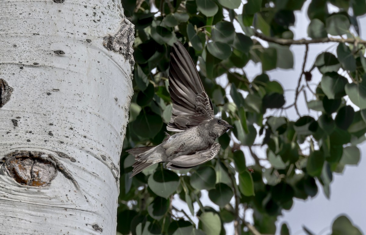 Purple Martin - ML639619102
