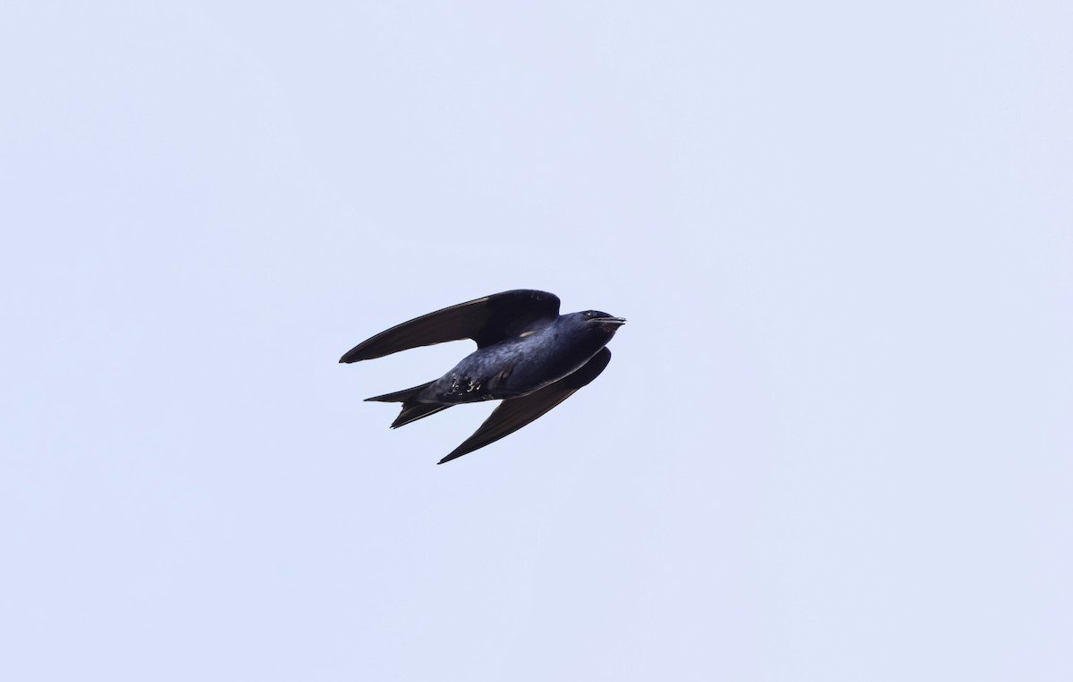 Purple Martin - ML639619111