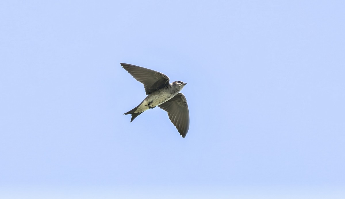 Purple Martin - ML639619112