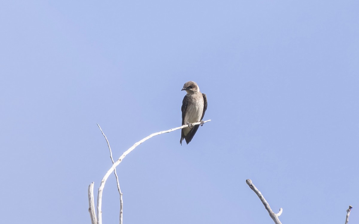 Purple Martin - ML639619114