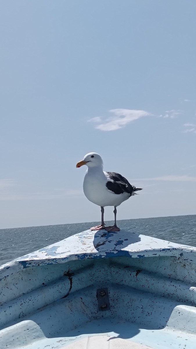 Western Gull - ML639619139