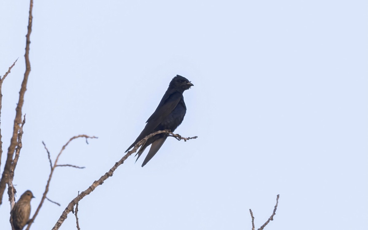 Purple Martin - ML639619145
