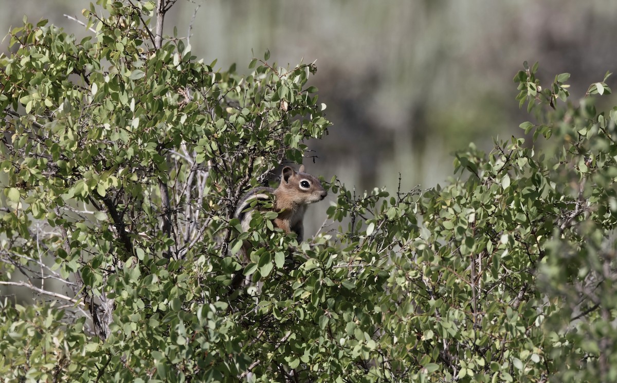 Golden-mantled Ground Squirrel - ML639619147