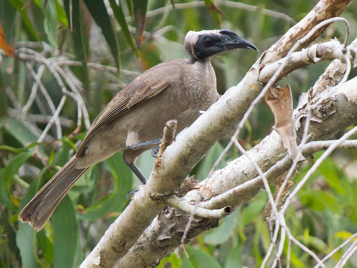 Helmeted Friarbird - ML639619181